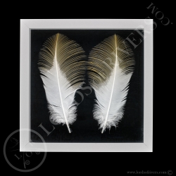framed-paired-grey-crowned-crane-feather