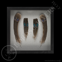 framed-paired-peacock-pheasant-feathers-