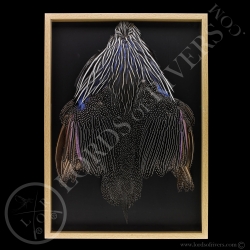 framed-vulturine-guineafowl-full-skin-lo