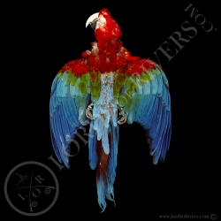 red-and-green-macaw-full-skin-lords-of-r