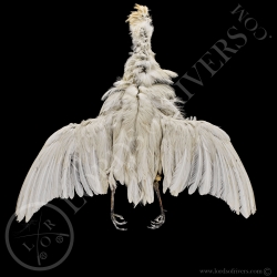 western-cattle-egret-full-skin-lords-of-