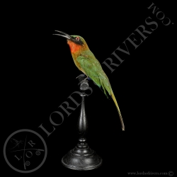 red-throated-bee-eater-taxidermy-lords-o