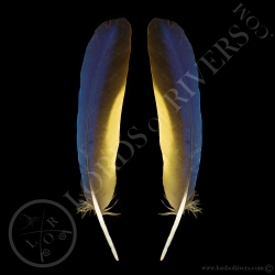 blue-amp-yellow-macaw-paired-wing-feathe