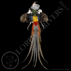 faisan-de-lady-amherst-full-skin-peau-co