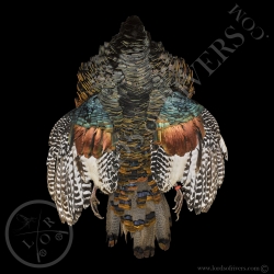 ocellated-turkey-male-full-skin-lords-of