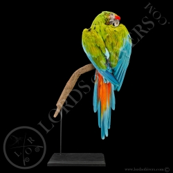 great-green-macaw-buffon-s-macaw-taxider