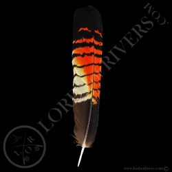 cacatoes-de-banks-grade-a-plumes-de-queu