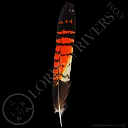 cacatoes-de-banks-grade-b-plumes-de-queu