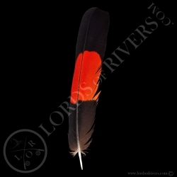 cacatoes-de-banks-grade-a-plumes-de-queu