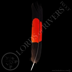 cacatoes-de-banks-grade-b-plumes-de-queu