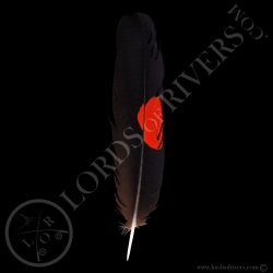 cacatoes-de-banks-grade-c-plumes-de-queu