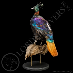 himalayan-monal-pheasant-taxidermy-lords