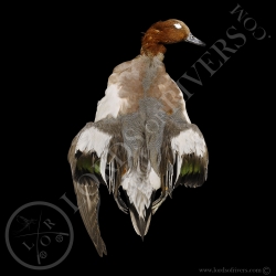 eurasian-wigeon-duck-full-skin-lords-of-
