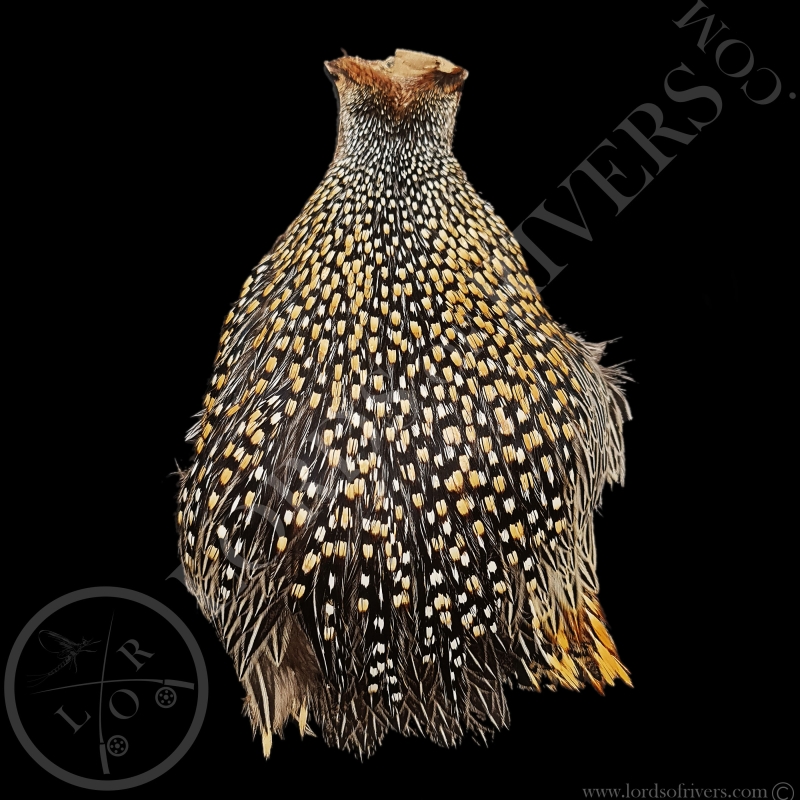 Cou de Coq Grey Junglefowl - Coq de Sonnerat - Lords  Of Rivers