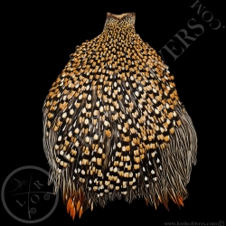 Cou de Coq Grey Junglefowl - Coq de Sonnerat - Lords  Of Rivers