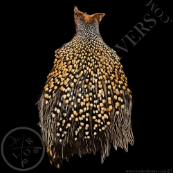 Cou de Coq Grey Junglefowl - Coq de Sonnerat - Lords  Of Rivers