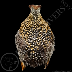 Cou de Coq Grey Junglefowl - Coq de Sonnerat - Lords  Of Rivers