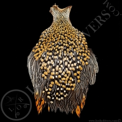 Cou de Coq Grey Junglefowl - Coq de Sonnerat - Lords  Of Rivers