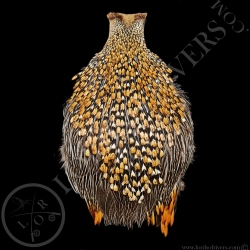 Cou de Coq Grey Junglefowl - Coq de Sonnerat - Lords  Of Rivers