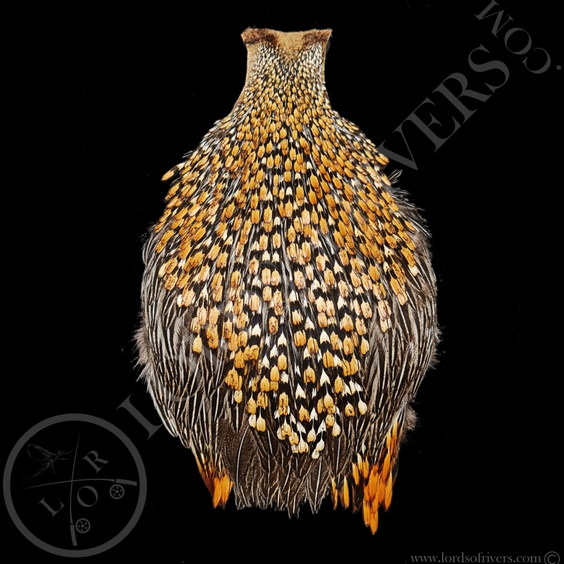 Cou de Coq Grey Junglefowl - Coq de Sonnerat - Lords  Of Rivers