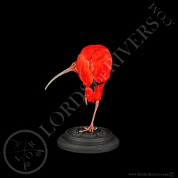 Scarlet Ibis - Taxidermy - Lords Of Rivers