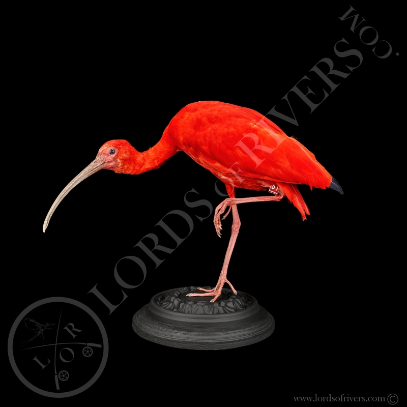 Ibis Rouge - Taxidermie - Lords Of Rivers