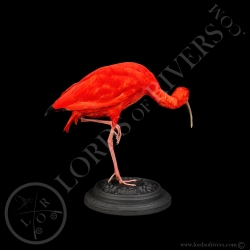 Ibis Rouge - Taxidermie - Lords Of Rivers