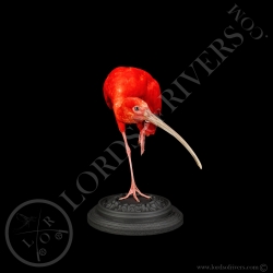 Scarlet Ibis - Taxidermy - Lords Of Rivers