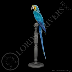 Blue-and-yellow Macaw - Taxidermy - Lords Of Rivers