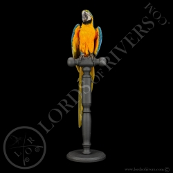 Blue-and-yellow Macaw - Taxidermy - Lords Of Rivers