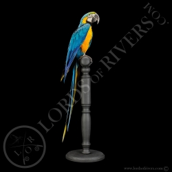 Blue-and-yellow Macaw - Taxidermy - Lords Of Rivers