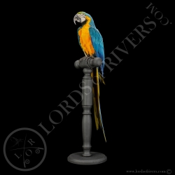 Ara Ararauna- Ara Bleu et Jaune - Taxidermie - Lords Of Rivers