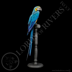 blue-and-yellow-macaw-taxidermy-lords-of