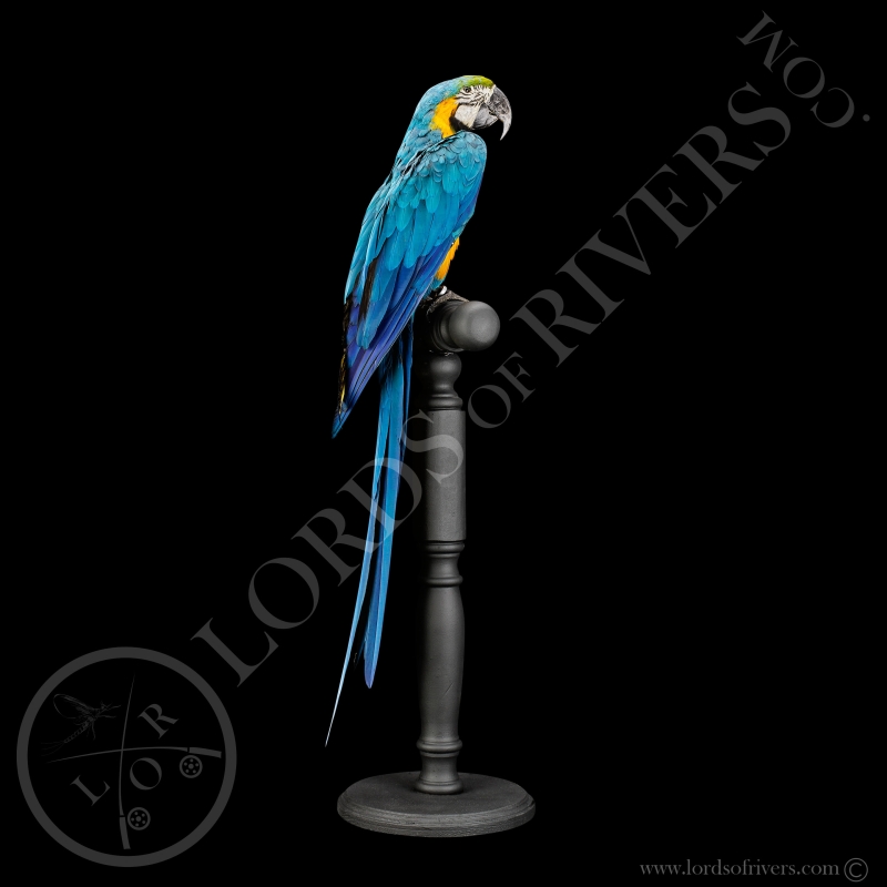 Blue-and-yellow Macaw - Taxidermy - Lords Of Rivers