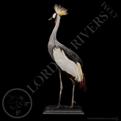 Grue Royale Couronnée Taxidermie - Lords Of Rivers