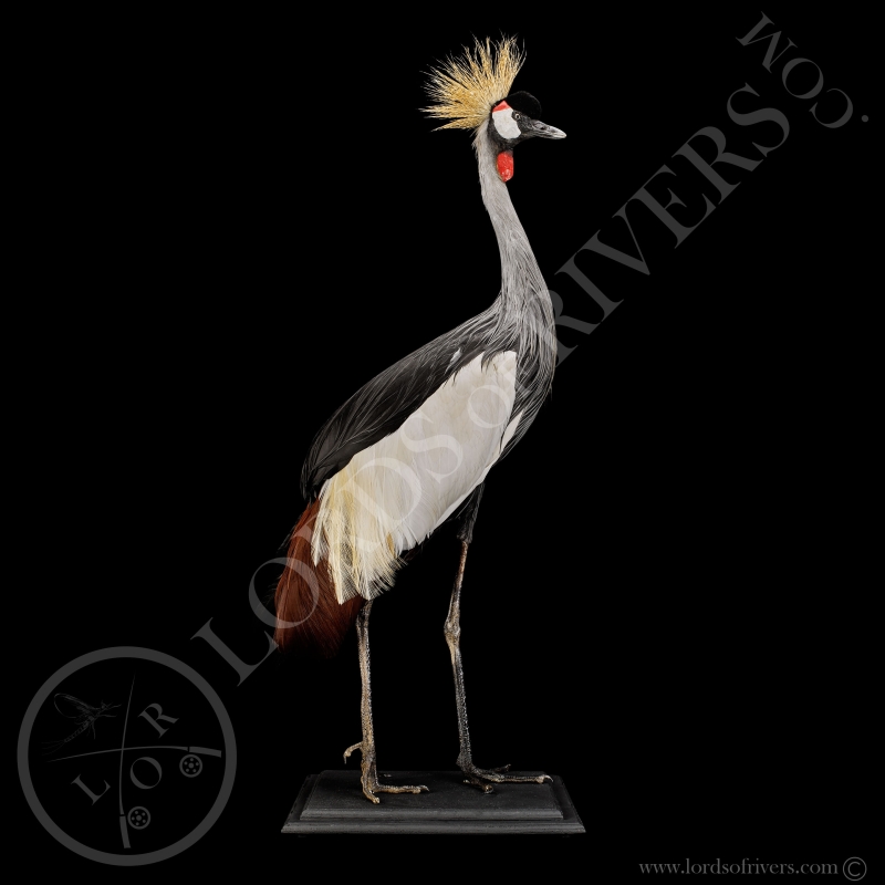 Grey Crowned CraneTaxidermy- Lords Of Rivers