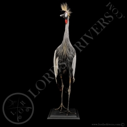 Grey Crowned CraneTaxidermy- Lords Of Rivers