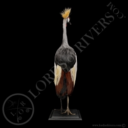 Grey Crowned CraneTaxidermy- Lords Of Rivers