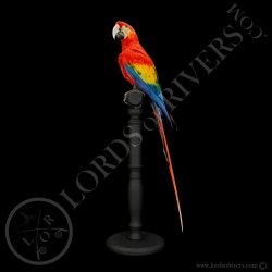 ara-macao-taxidermie-lords-of-rivers