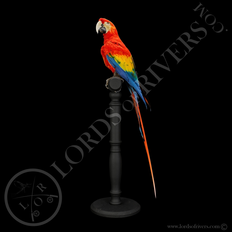 Scarlet Macaw - Taxidermy - Lords Of Rivers