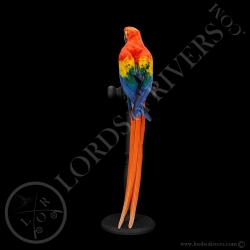 Scarlet Macaw - Taxidermy - Lords Of Rivers