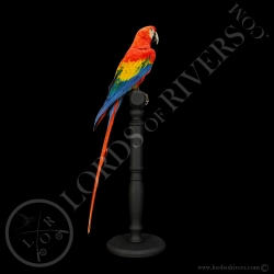 Ara Macao - Taxidermie - Lords Of Rivers