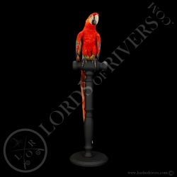 Scarlet Macaw - Taxidermy - Lords Of Rivers