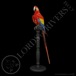 Ara Macao - Taxidermie - Lords Of Rivers