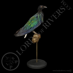 nicobar-pigeon-taxidermy-lords-of-rivers