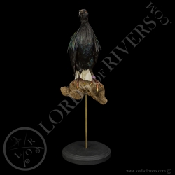 Nicobar Pigeon - Taxidermy - Lords Of Rivers