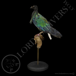 Pigeon Nicobar - Taxidermie - Lords Of Rivers