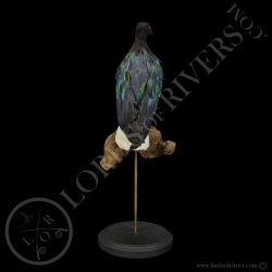 Nicobar Pigeon - Taxidermy - Lords Of Rivers