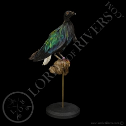 Nicobar Pigeon - Taxidermy - Lords Of Rivers